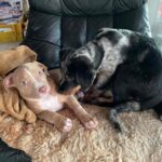 Dakota von den Hütern Asgards 8